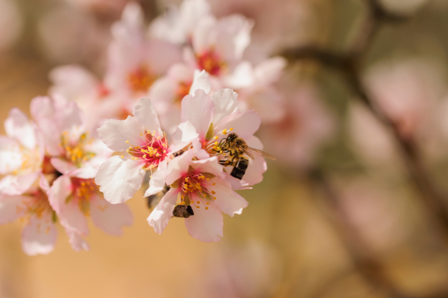 Almond blossom-Riverland-Irrigation-Sevices