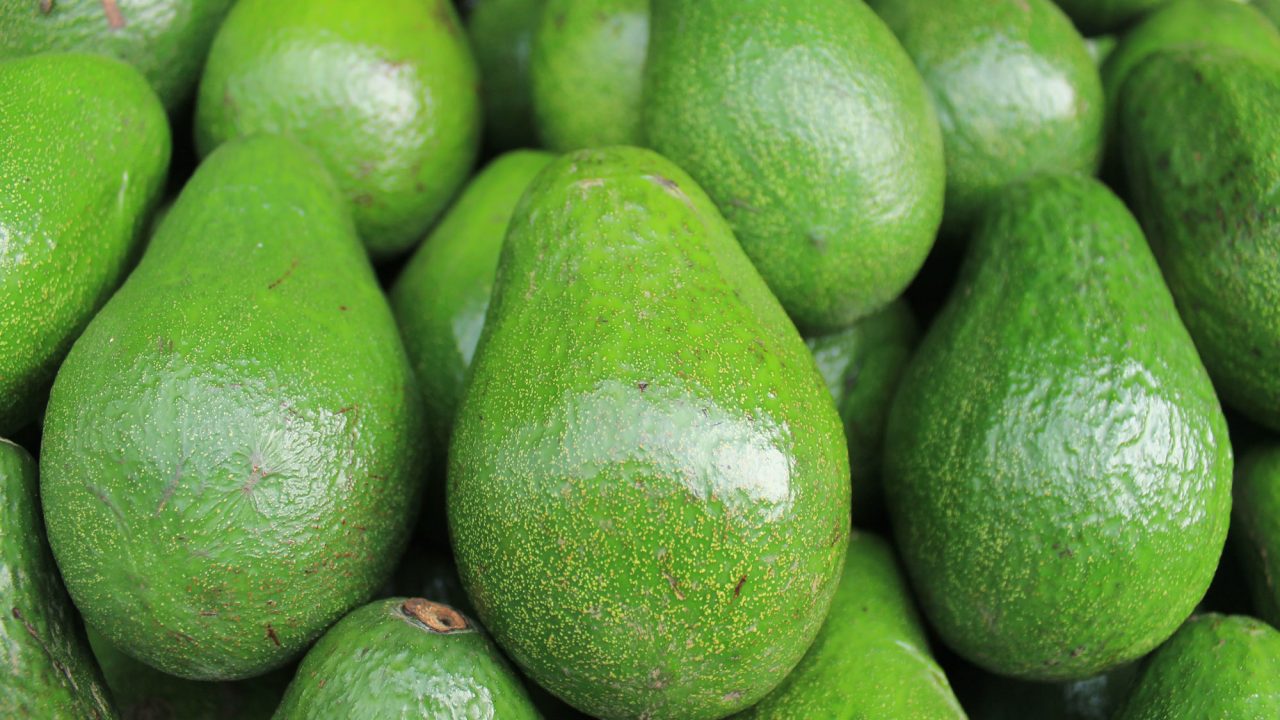 Avocados--Riverland Irrigation Services