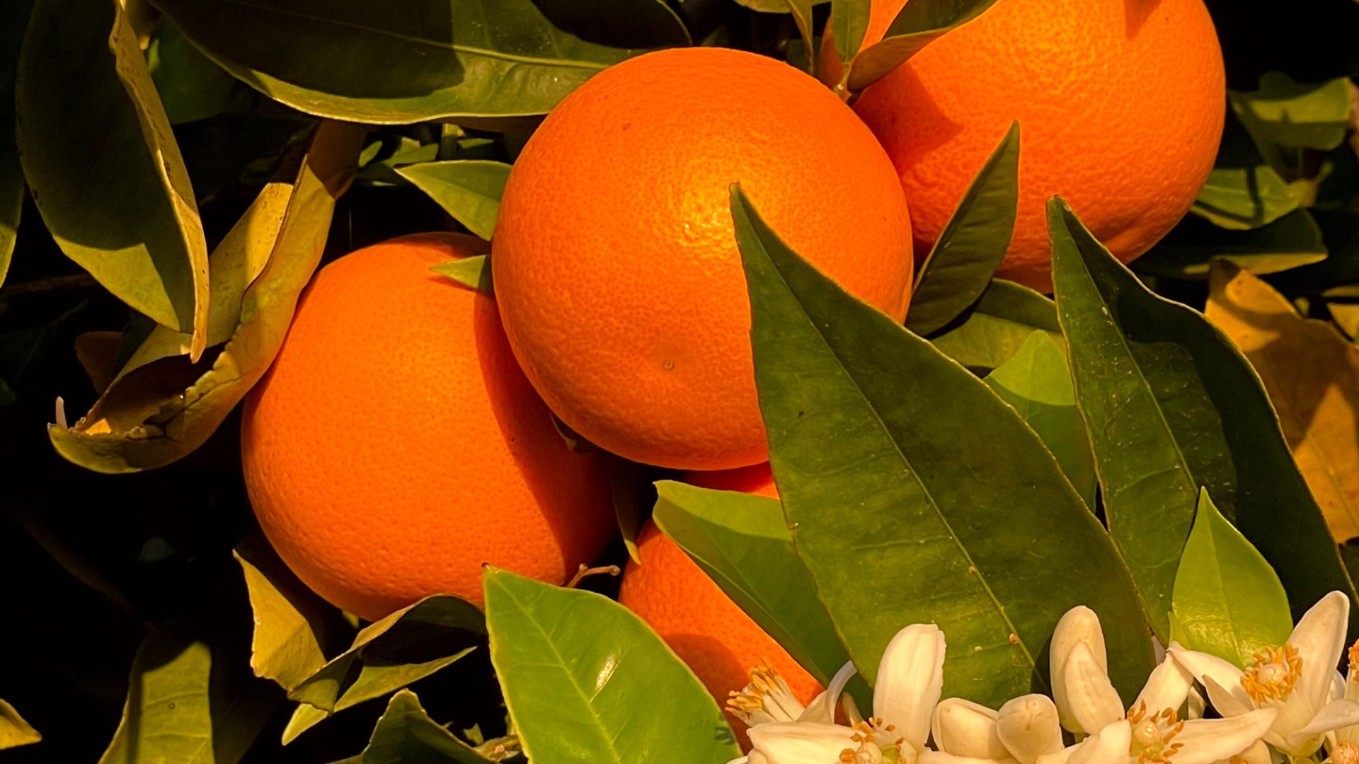 Citrus-&-blossom-Riverland Irrigation Services