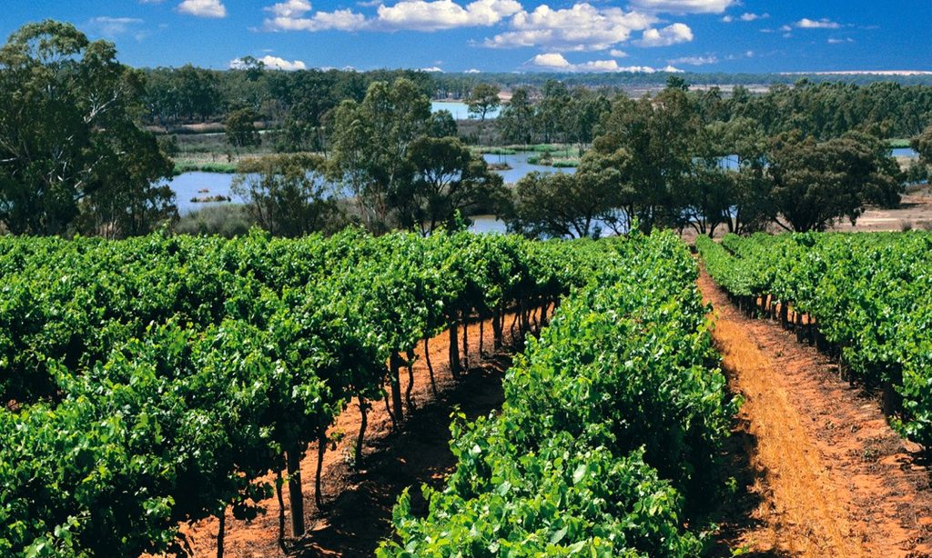 Riverland-Wine-riverland-irrigation-services