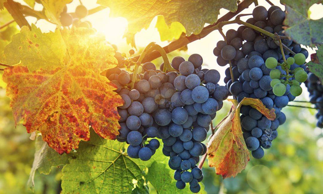 vineyard-grapes-riverland-irrigation-services
